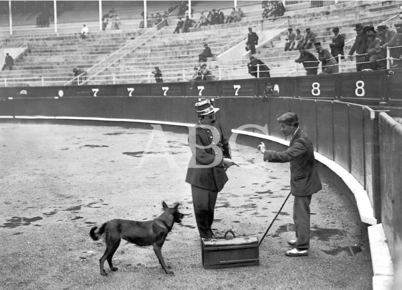 Perro Lobo Español de la Guardia Municipal en la plaza de toros, 1910