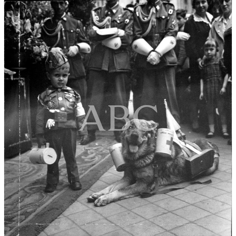 Perro Lobo Español con arreos de la Cruz Roja, Fiesta de la Flor, 1945