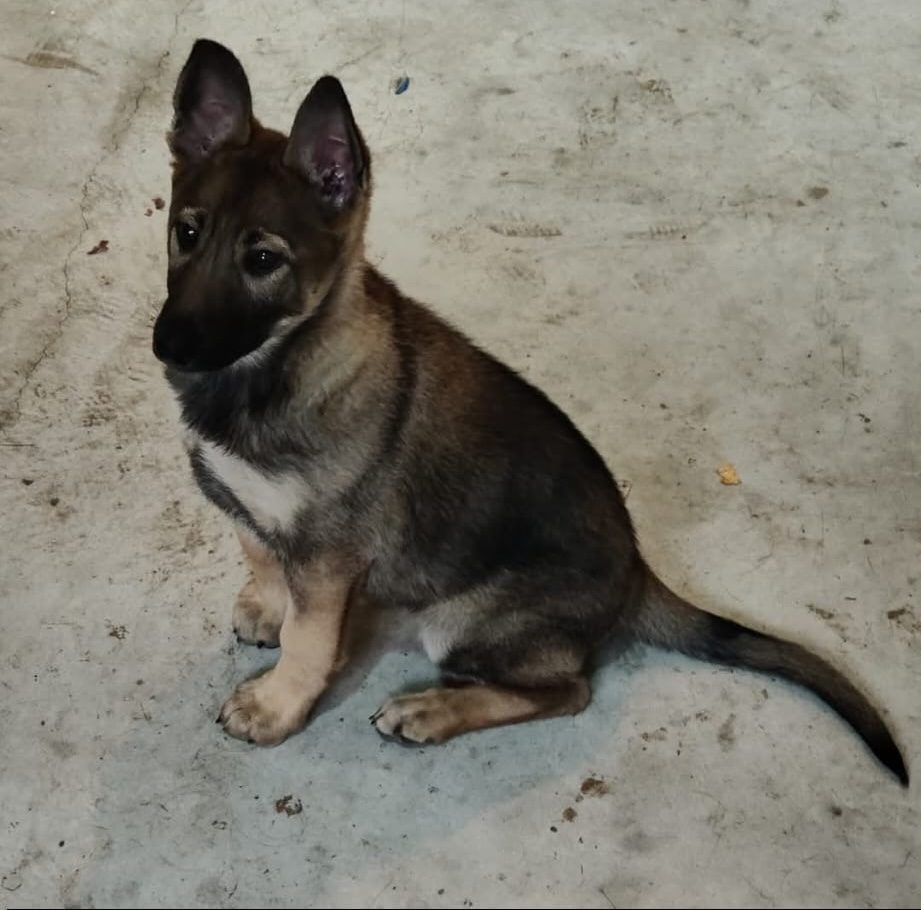 Cachorro de Perro Lobo Español