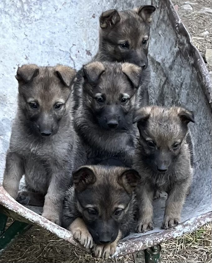 Cachorros de Perro Lobo Español