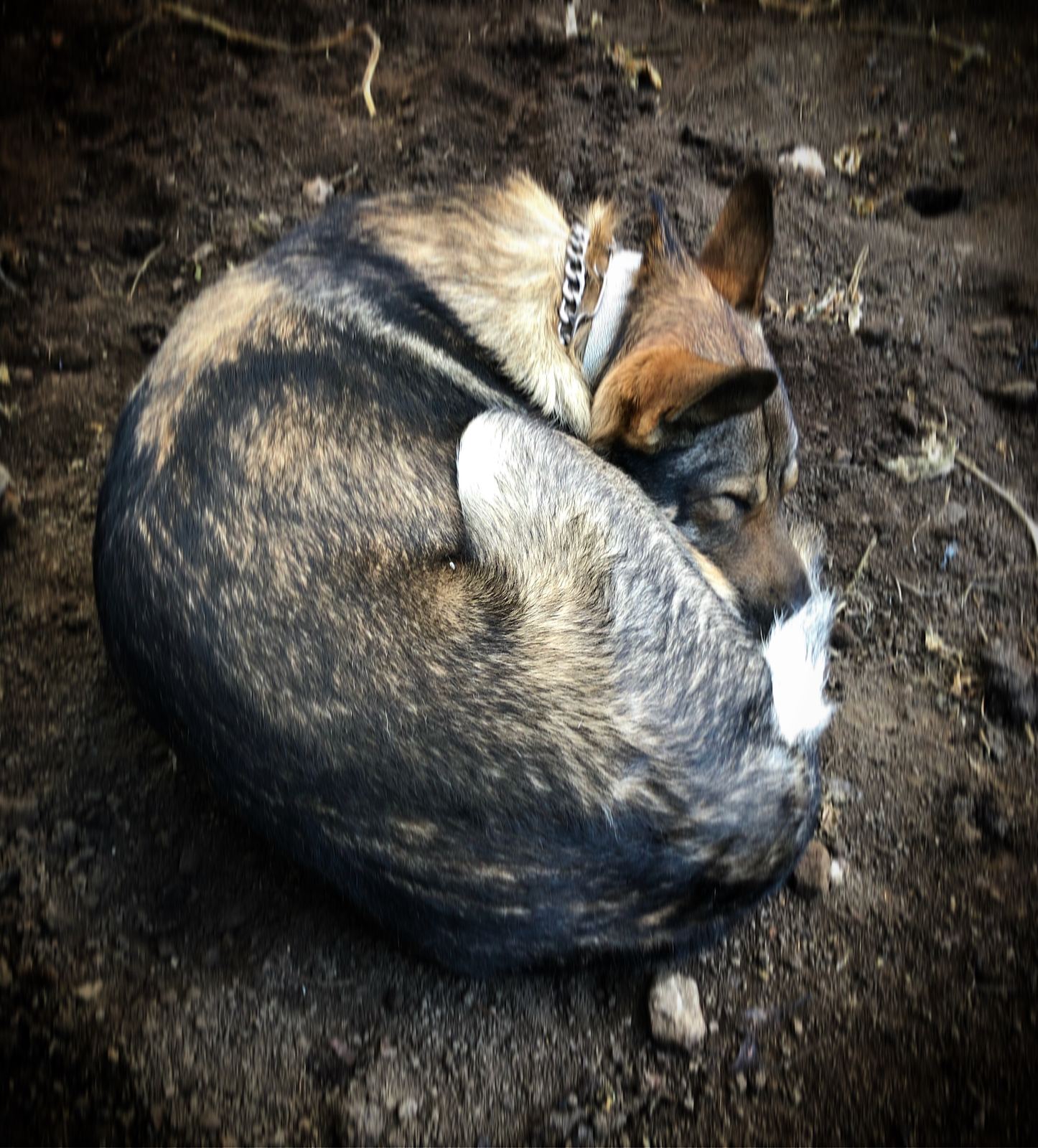 Perro Lobo Español