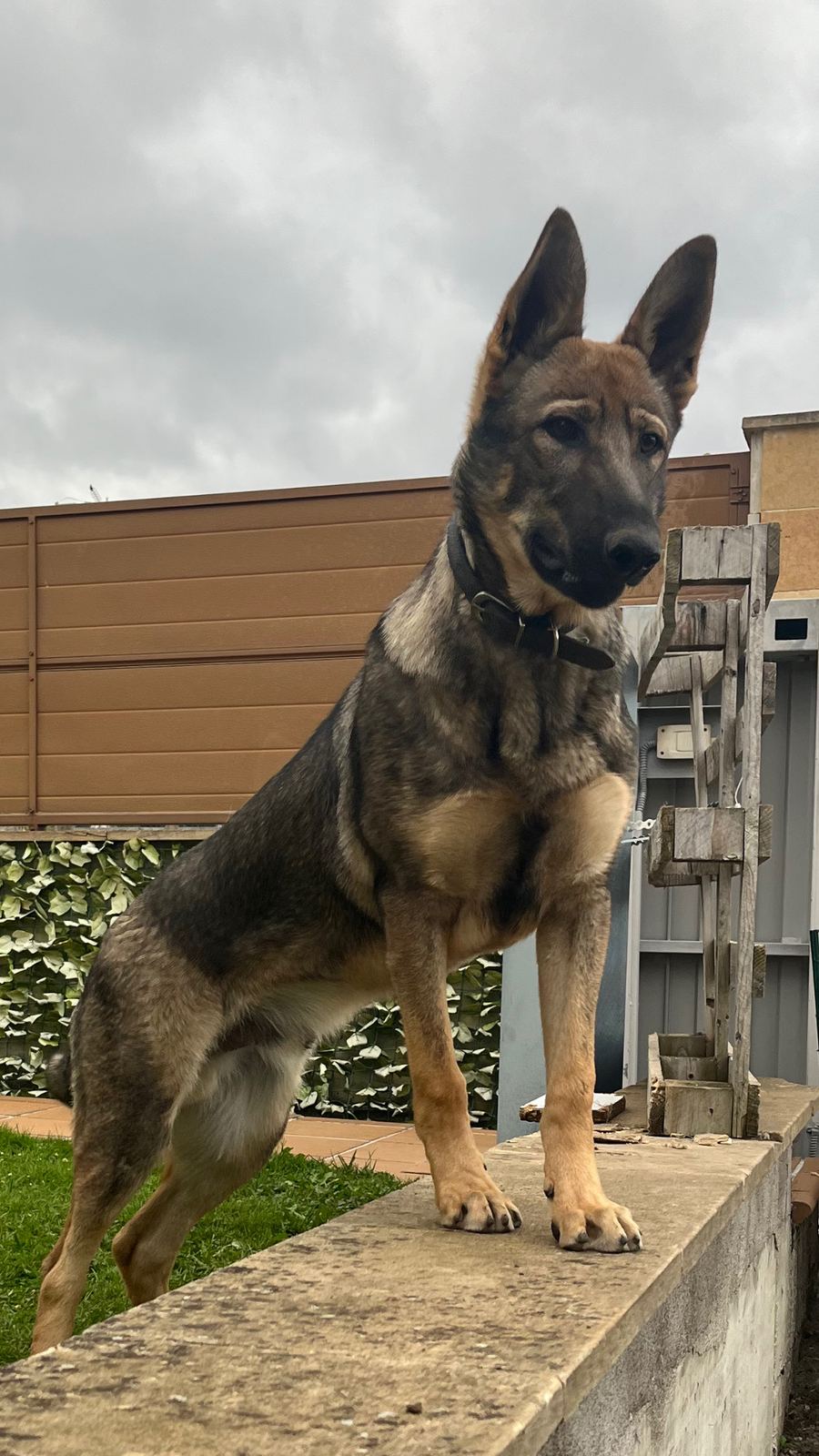 Perro Lobo Español
