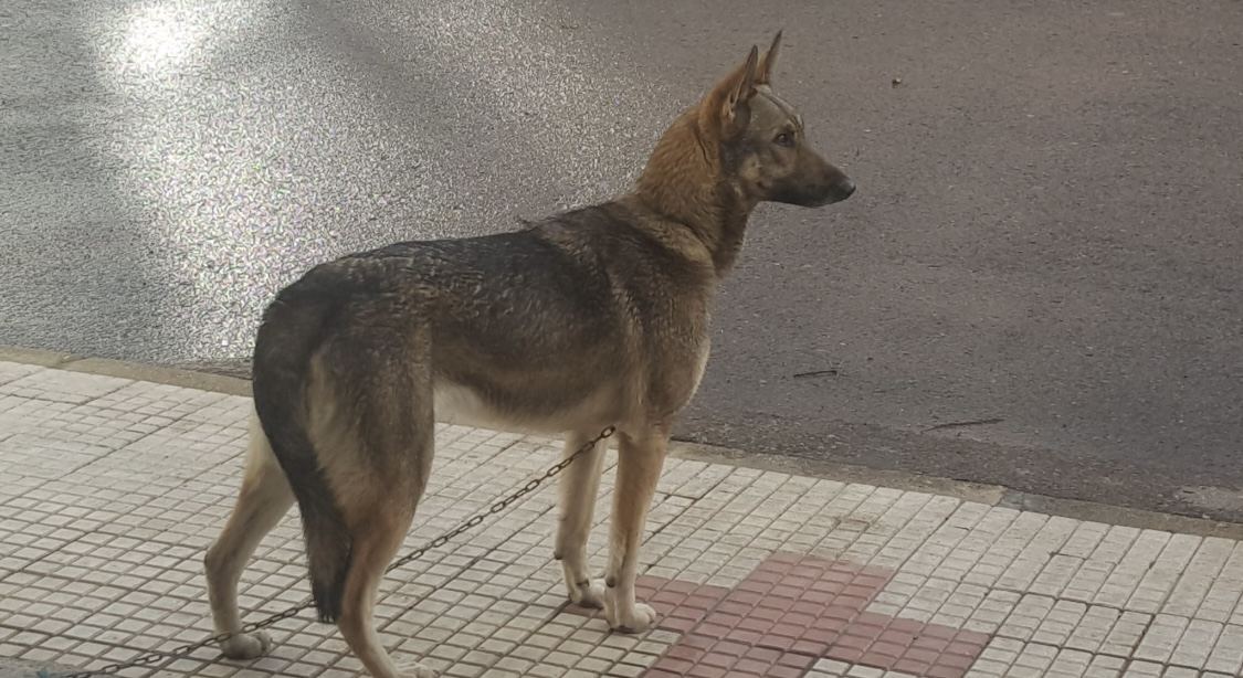 Perro Lobo Español