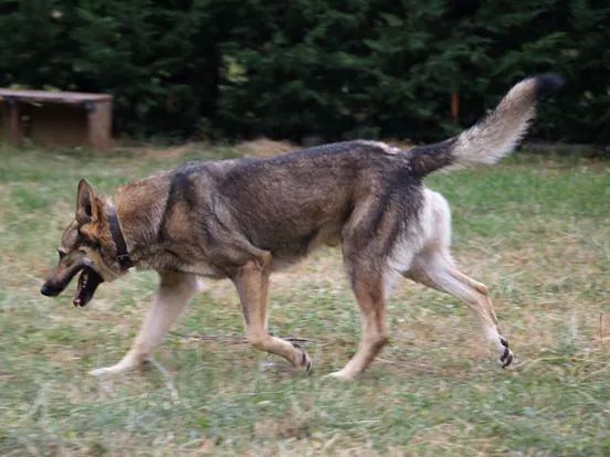Perro Lobo Español
