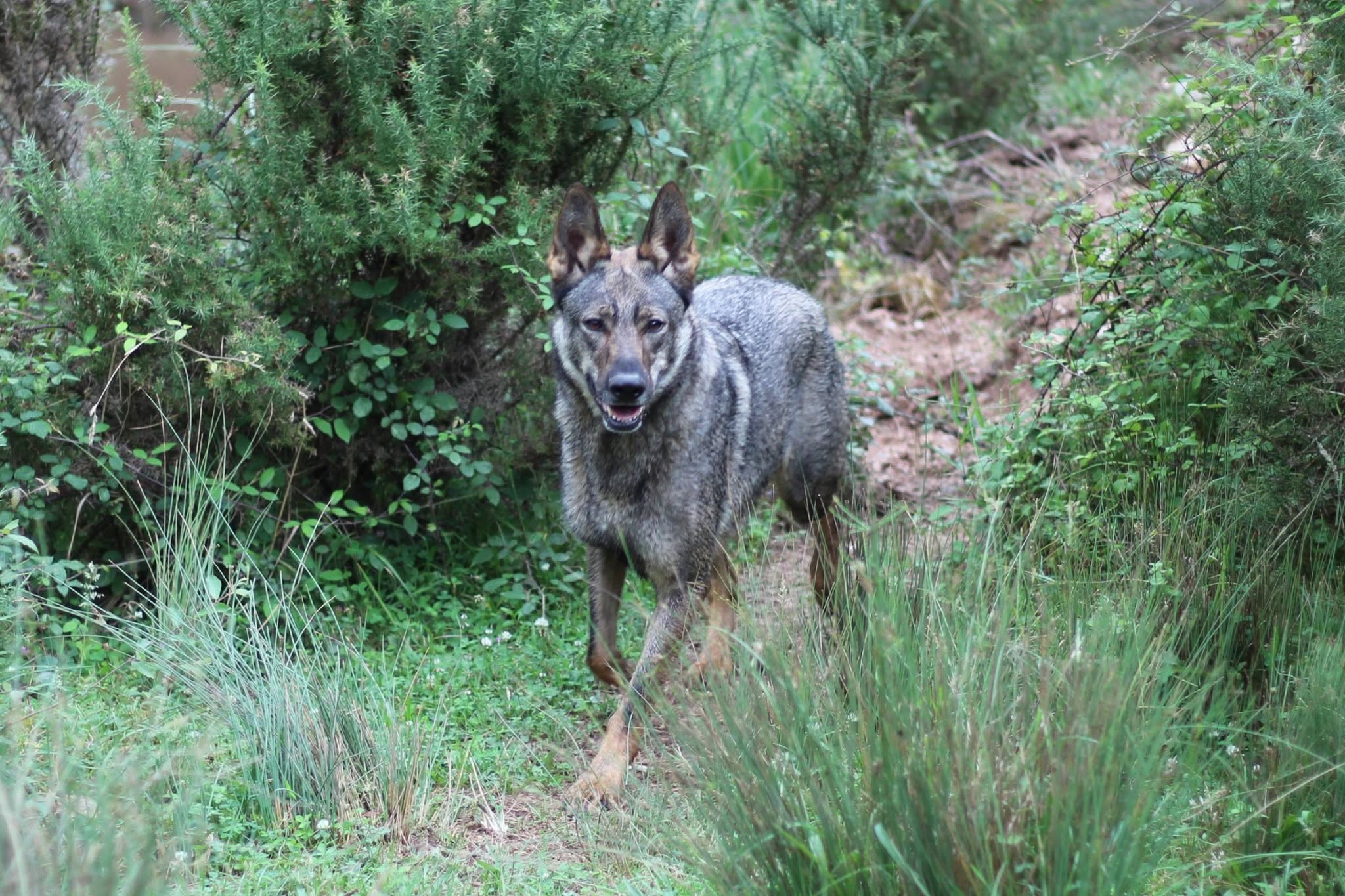 Perro Lobo Español