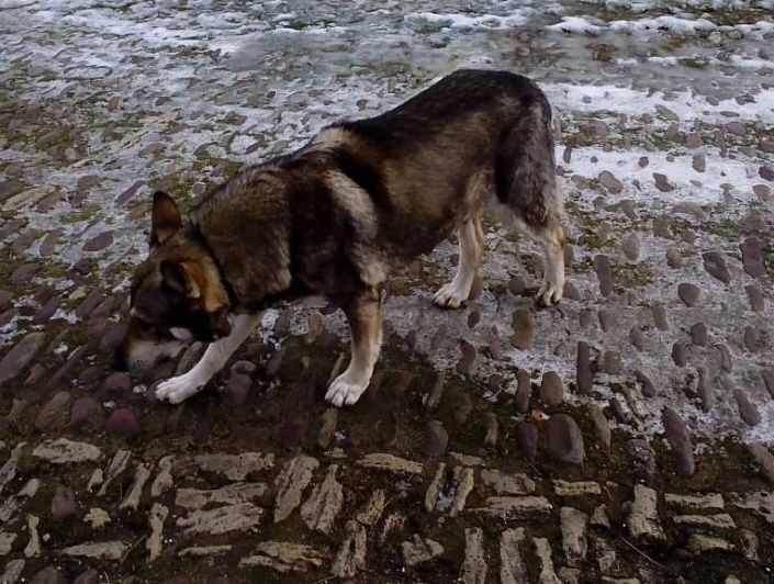 Perro Lobo Español