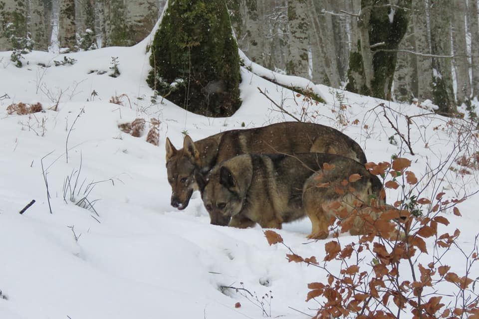 Perro Lobo Español