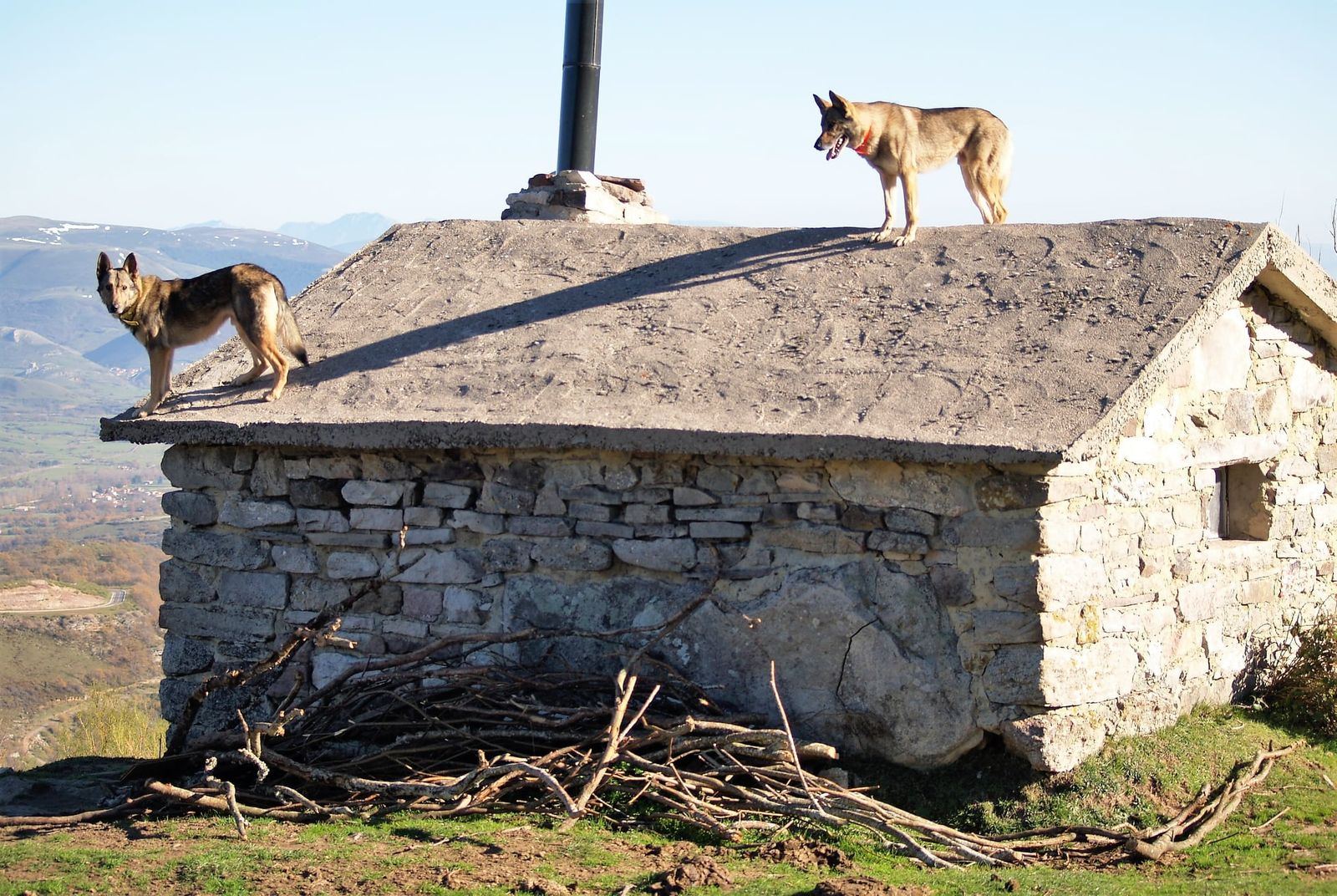Perro Lobo Español