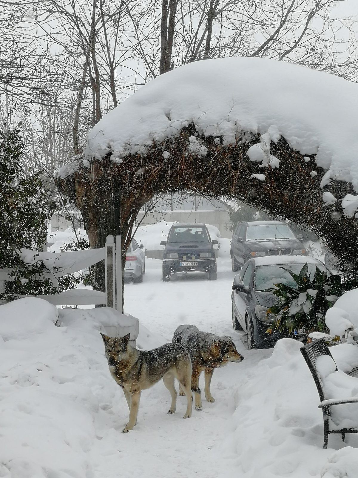 Perro Lobo Español