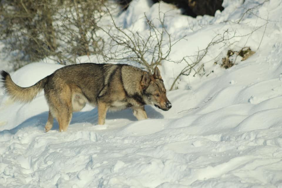 Perro Lobo Español