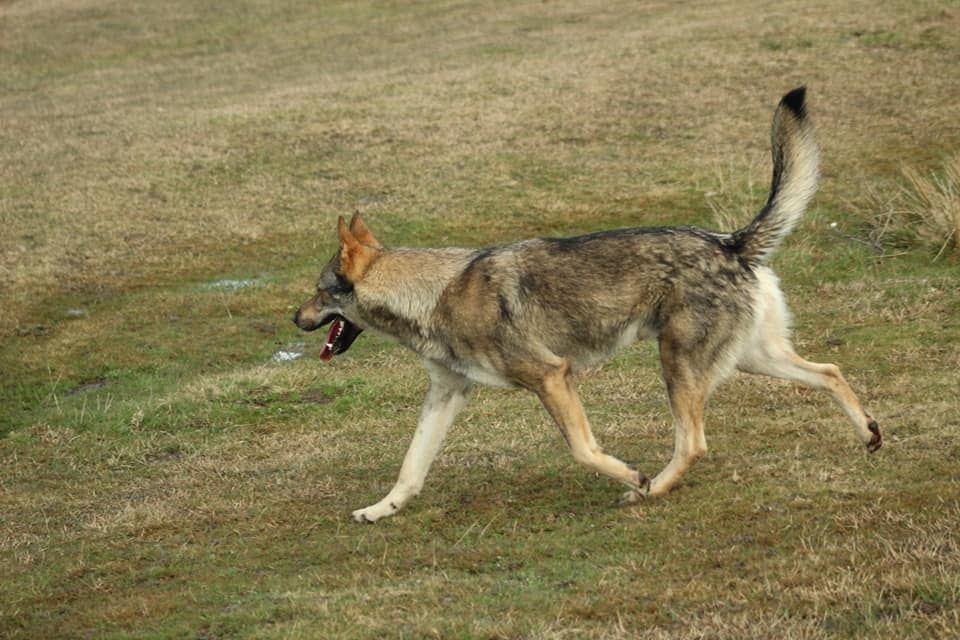 Perro Lobo Español