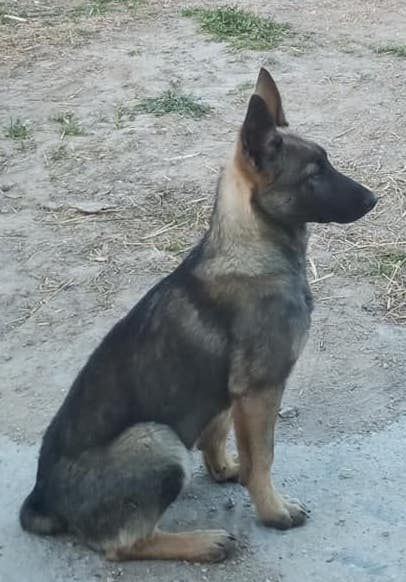 Perro Lobo Español