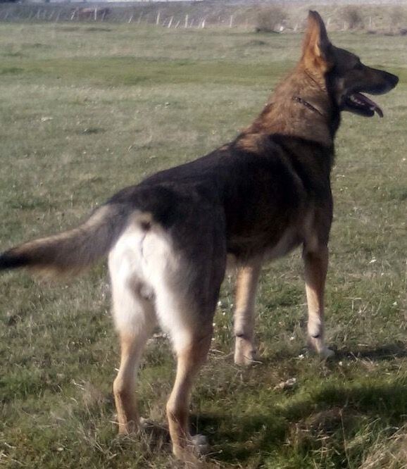 Perro Lobo Español