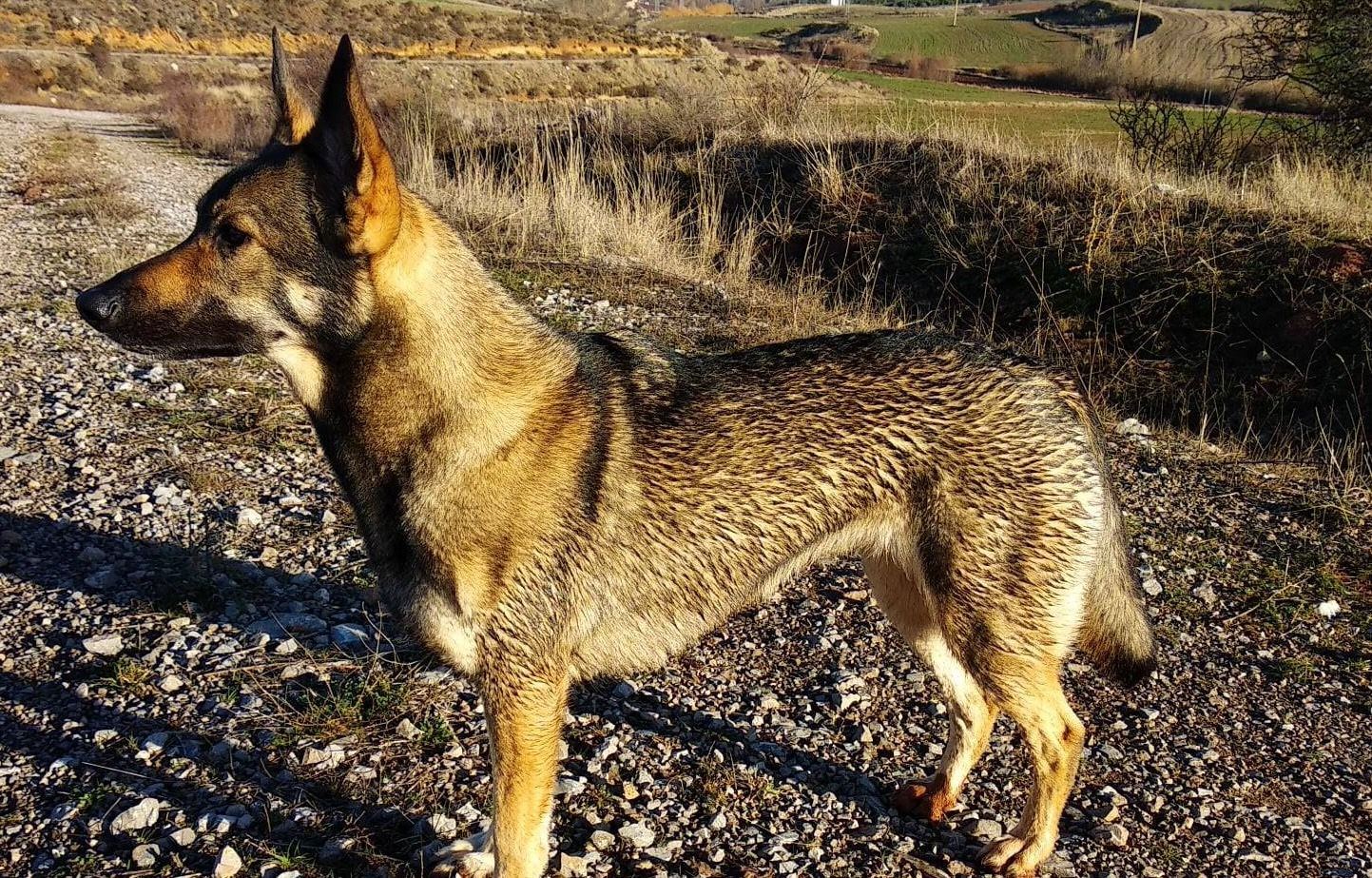 Perro Lobo Español