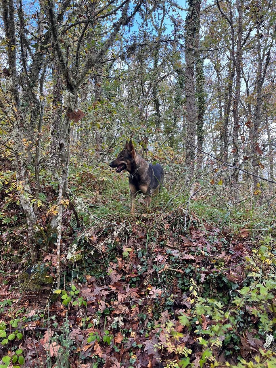Perro Lobo Español