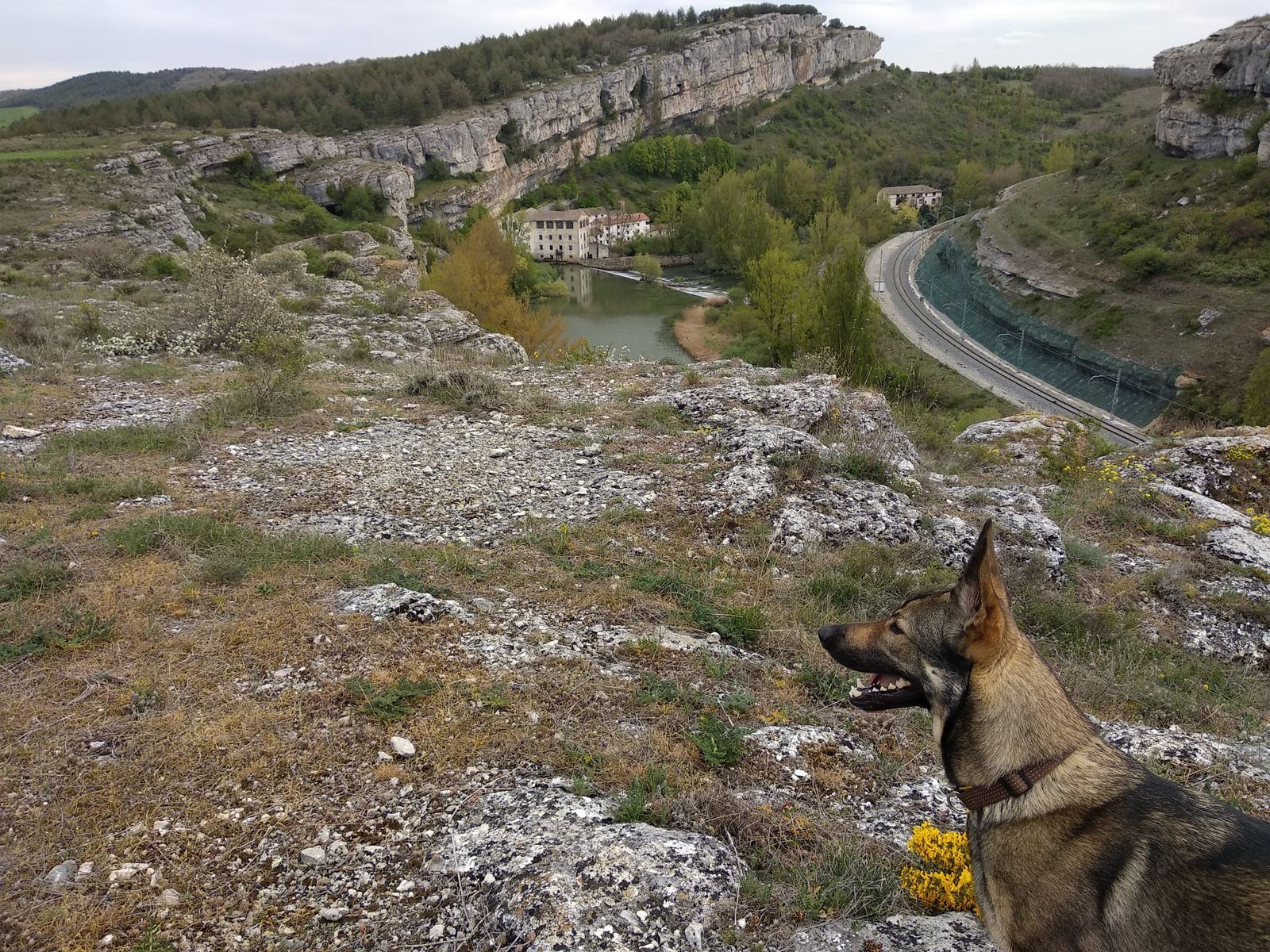 Perro Lobo Español