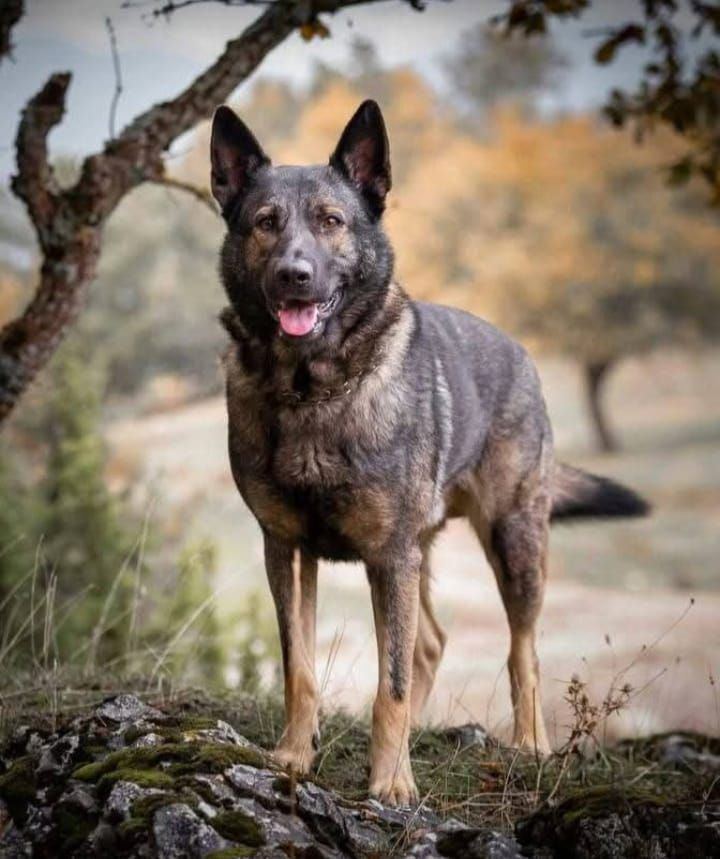Perro Lobo Español