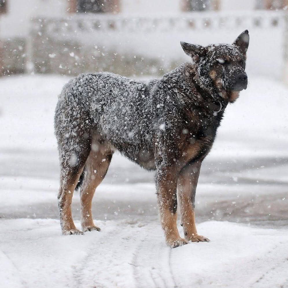Perro Lobo Español