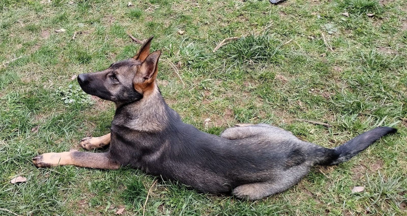 Perro Lobo Español