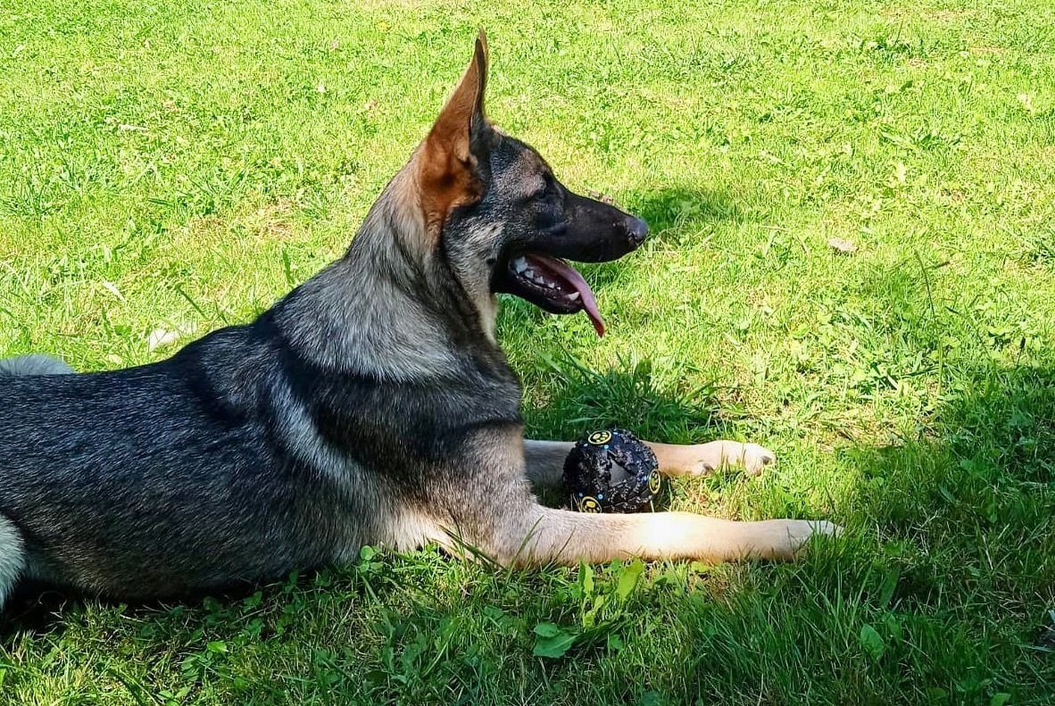 Perro Lobo Español