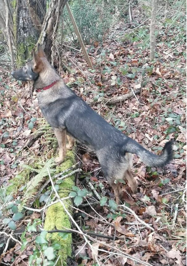 Perro Lobo Español