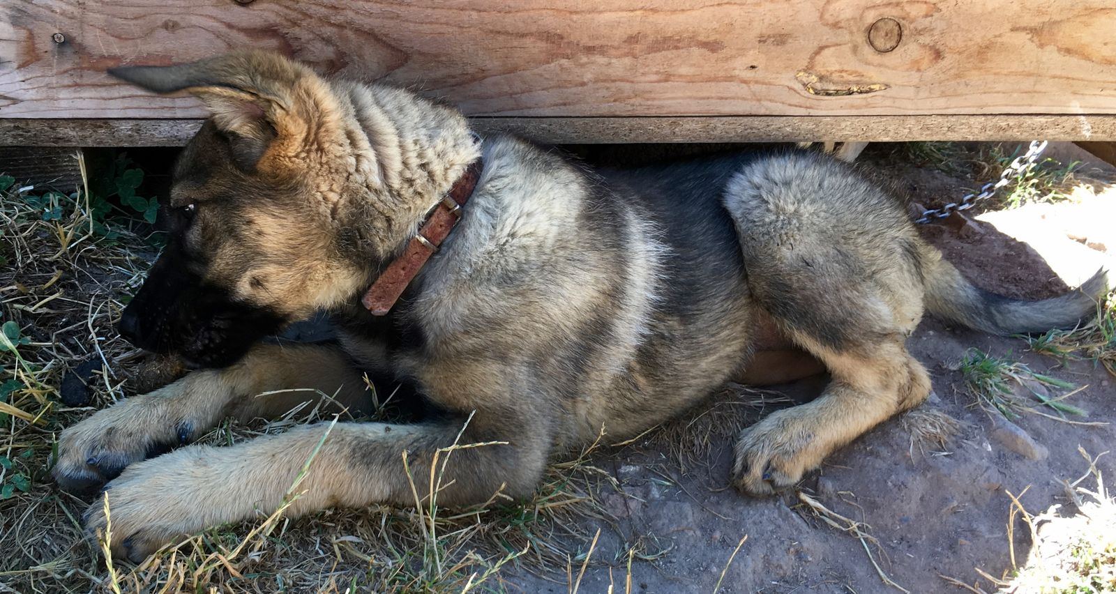 Perro Lobo Español