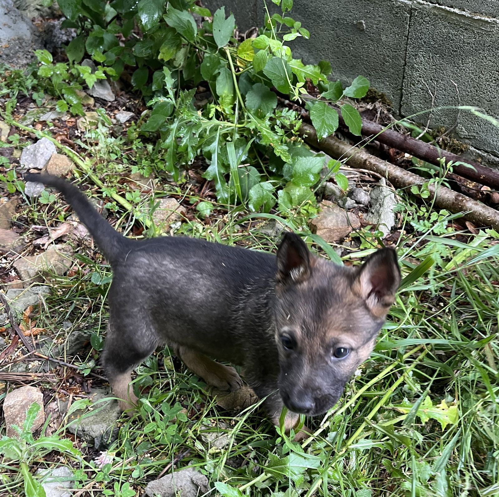 Perro Lobo Español