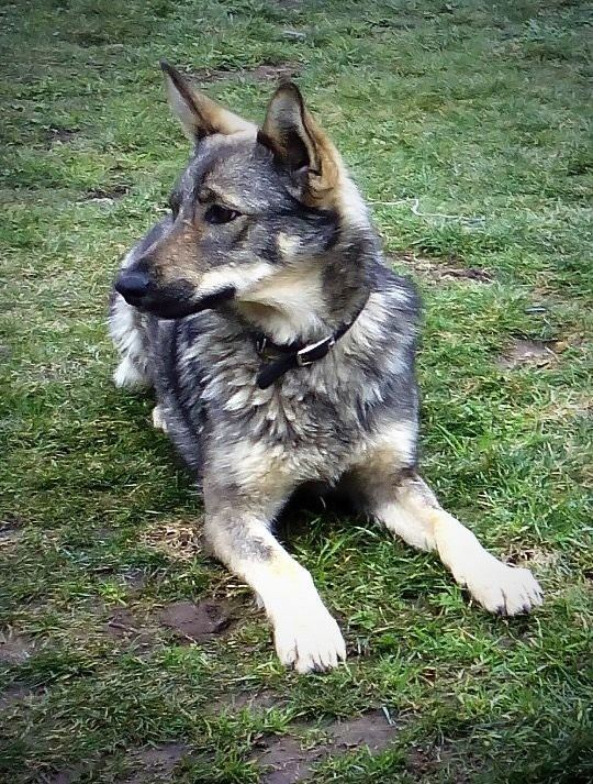 Perro Lobo Español