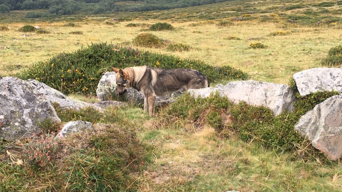 Perro Lobo Español