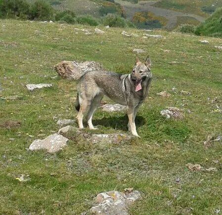Perro Lobo Español