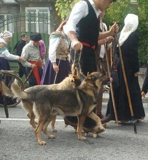 Perro Lobo Español