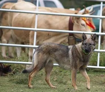 Perro Lobo Español