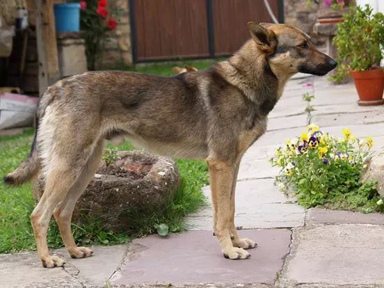 Perro Lobo Español