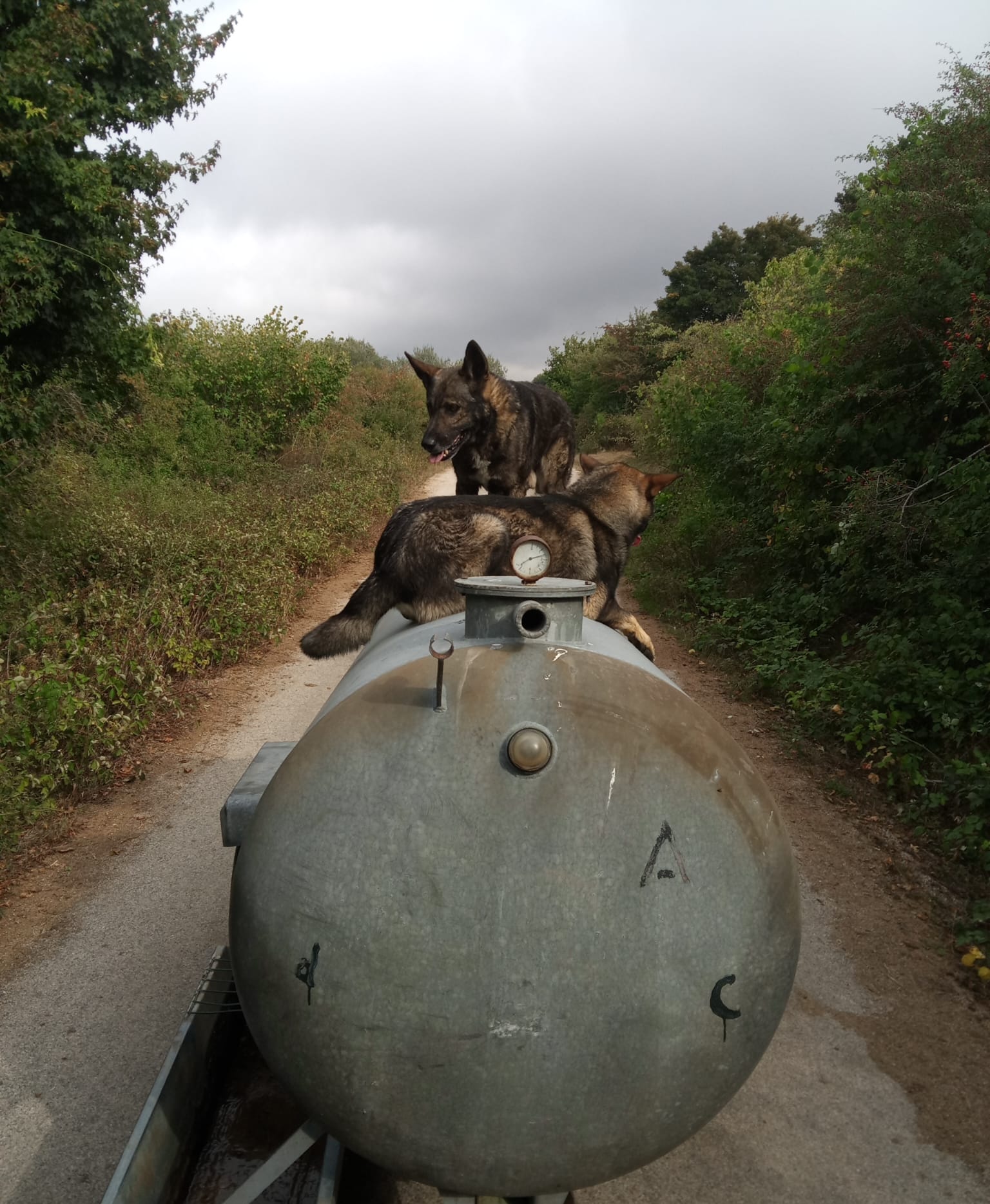 Perro Lobo Español