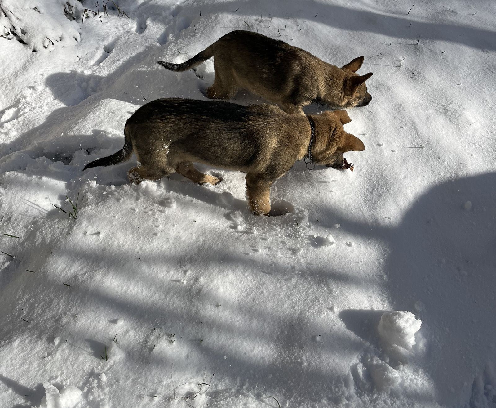 Perro Lobo Español