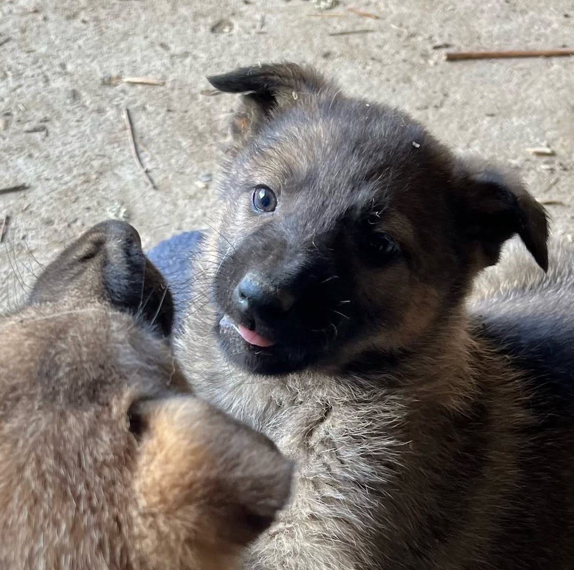 Perro Lobo Español
