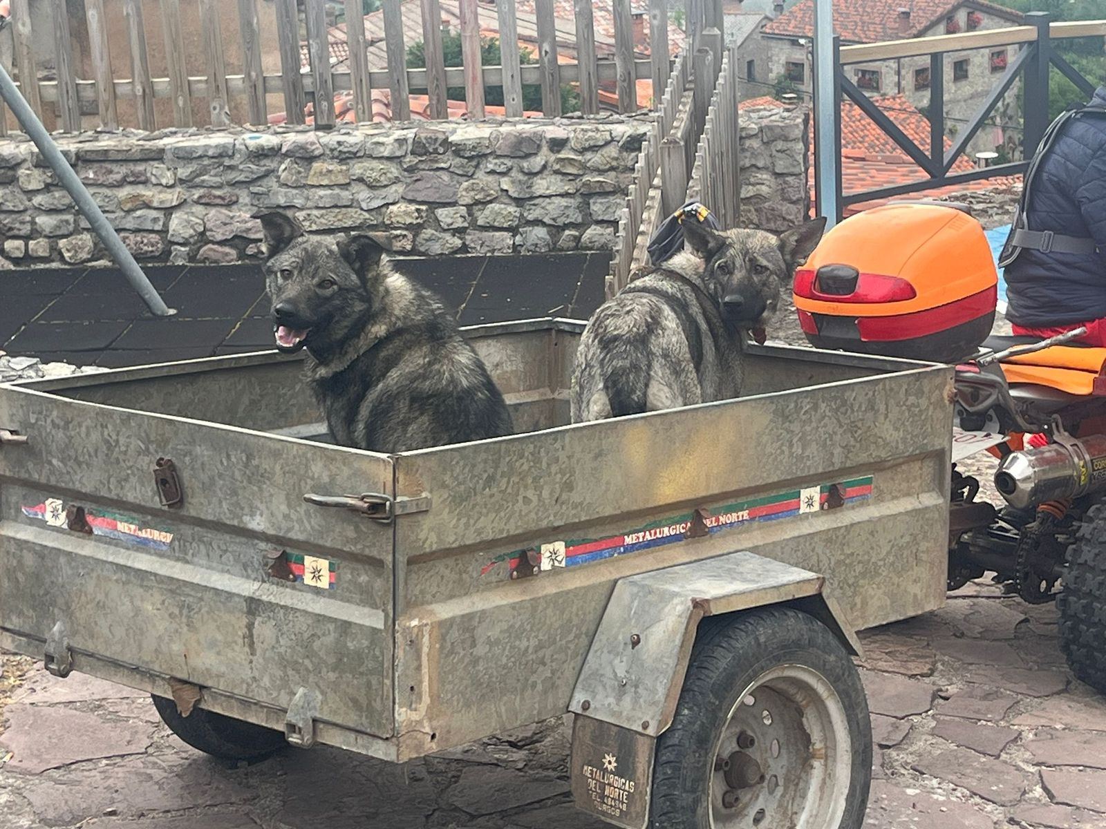 Perro Lobo Español