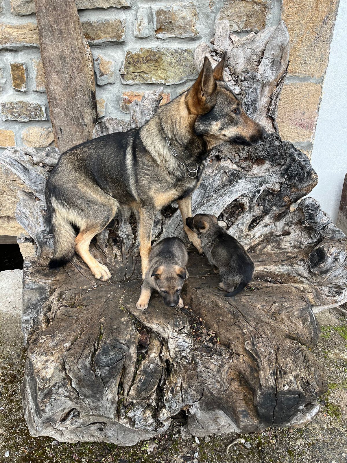 Perro Lobo Español