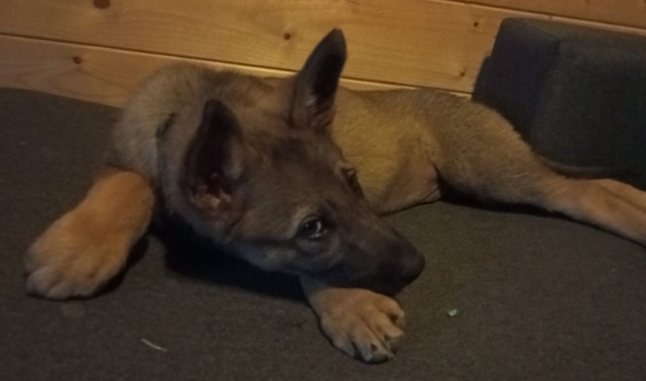 Perro Lobo Español