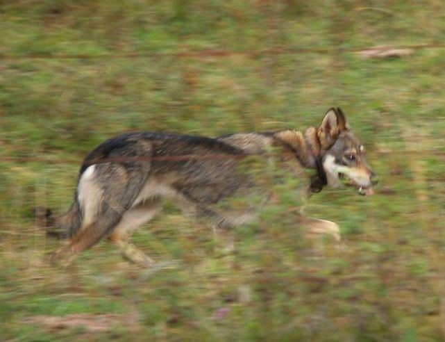 Perro Lobo Español