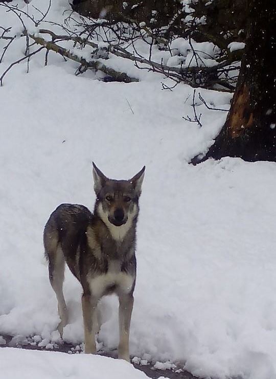 Perro Lobo Español