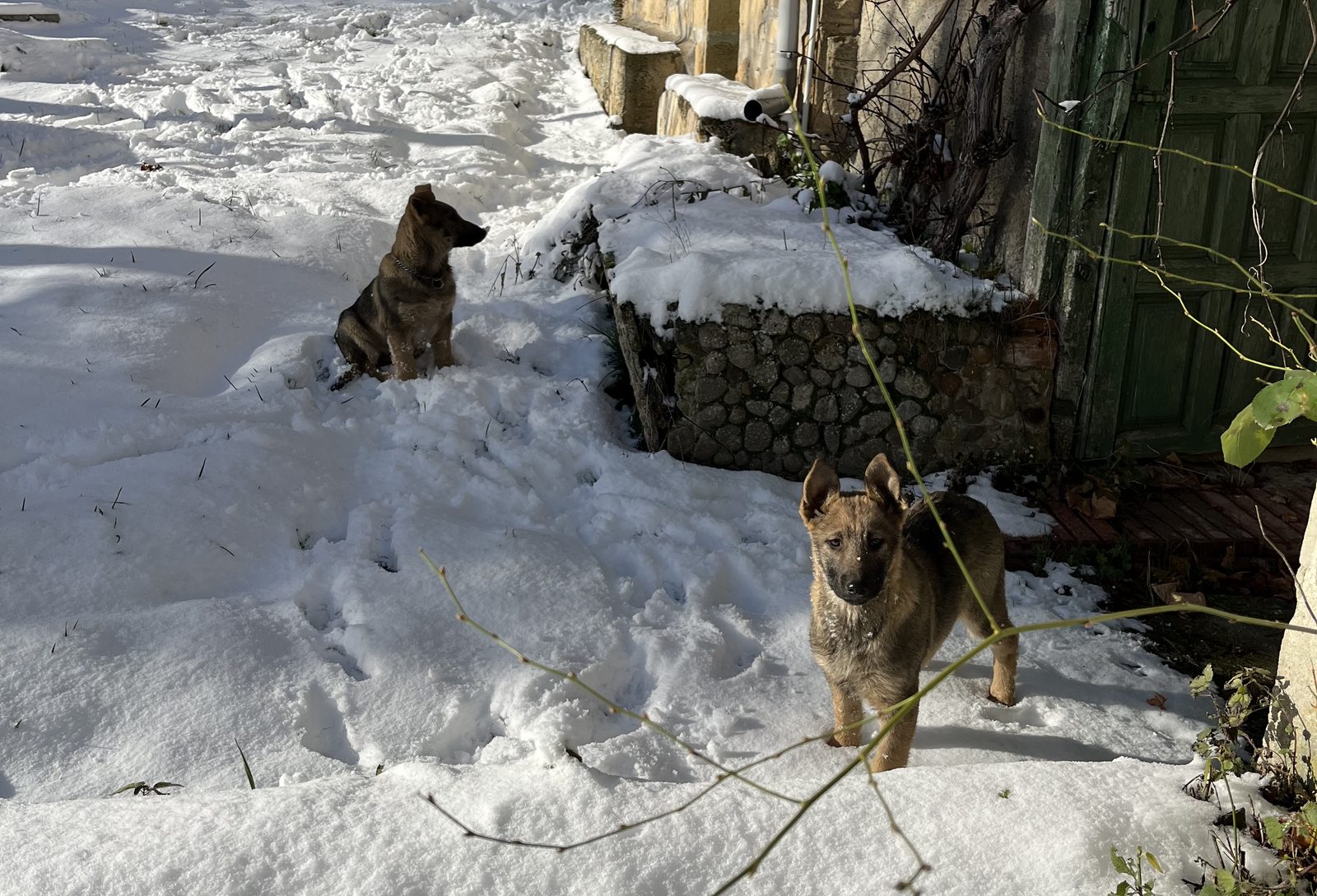 Perro Lobo Español