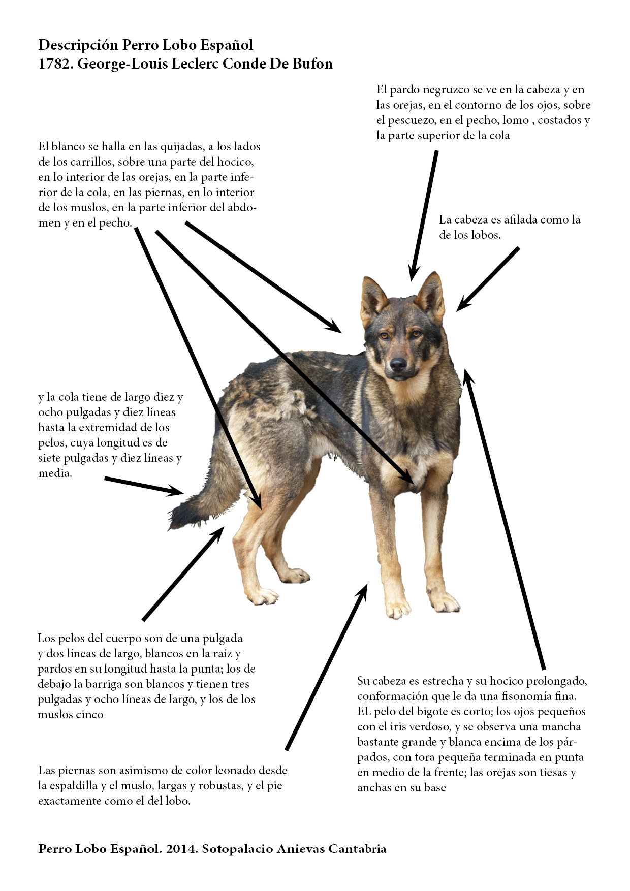 Comparativa descripción Buffon 1782 con Perro Lobo Español actual