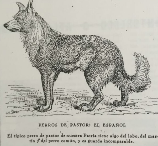 Ilustración Perros de Pastor: El Español, siglo XIX