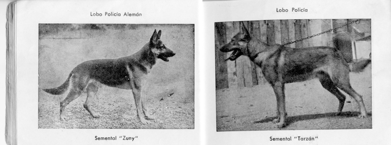Catálogo Perreras Castellanas - Lobo Policía Alemán y Lobo Policía