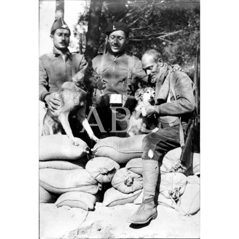 Perro Lobo Español, años 30 — Archivo ABC