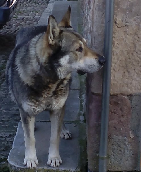 Perro Lobo Español