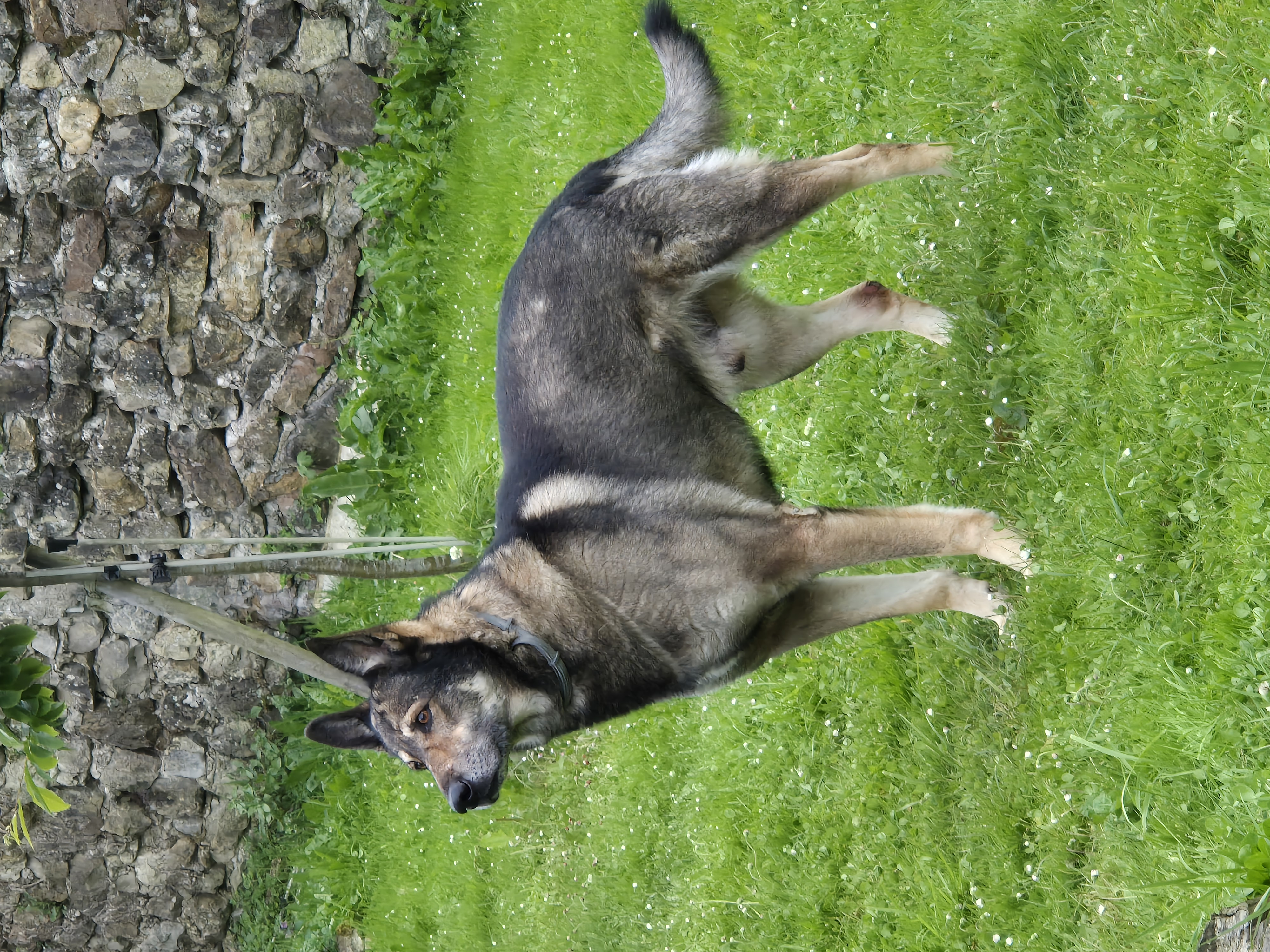 Skoll